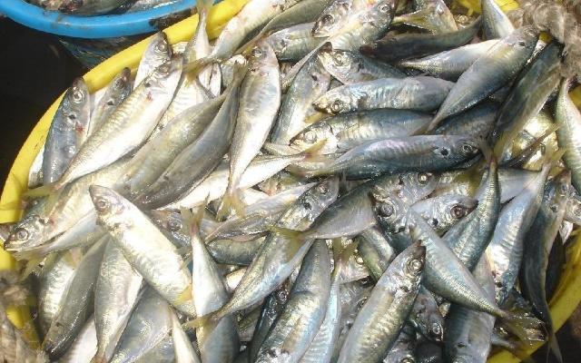 野生的没人要，养殖的二十多元一斤，还是很少人养的海鱼