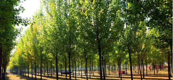 合陽(yáng)縣這些景區(qū)你知道多少,？