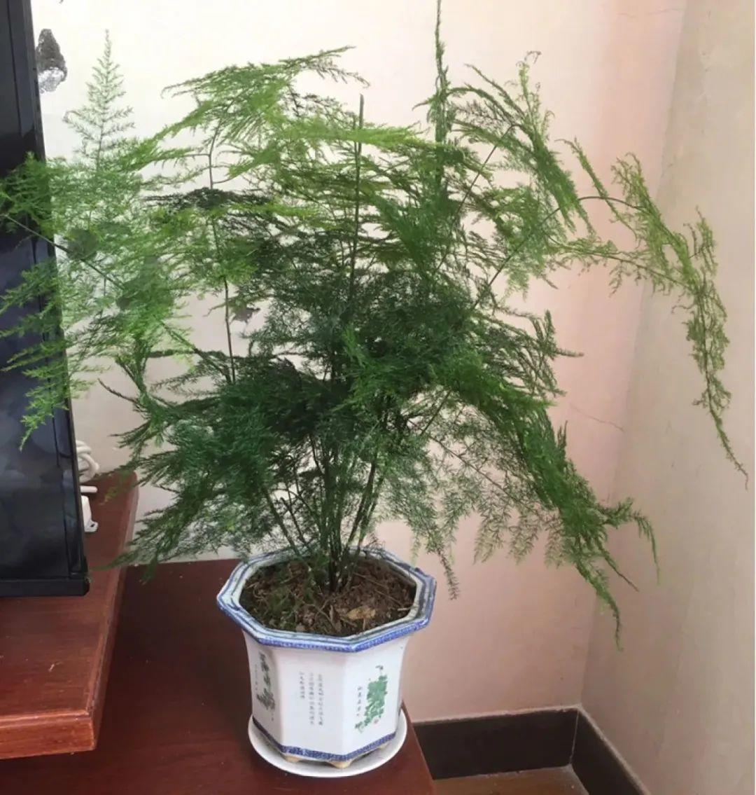 春天不能晒的花，越晒越丑，放阴凉地儿，反倒