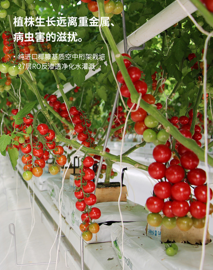 现代化温室大棚在农业中的应用，对于传统温室大棚有何不同