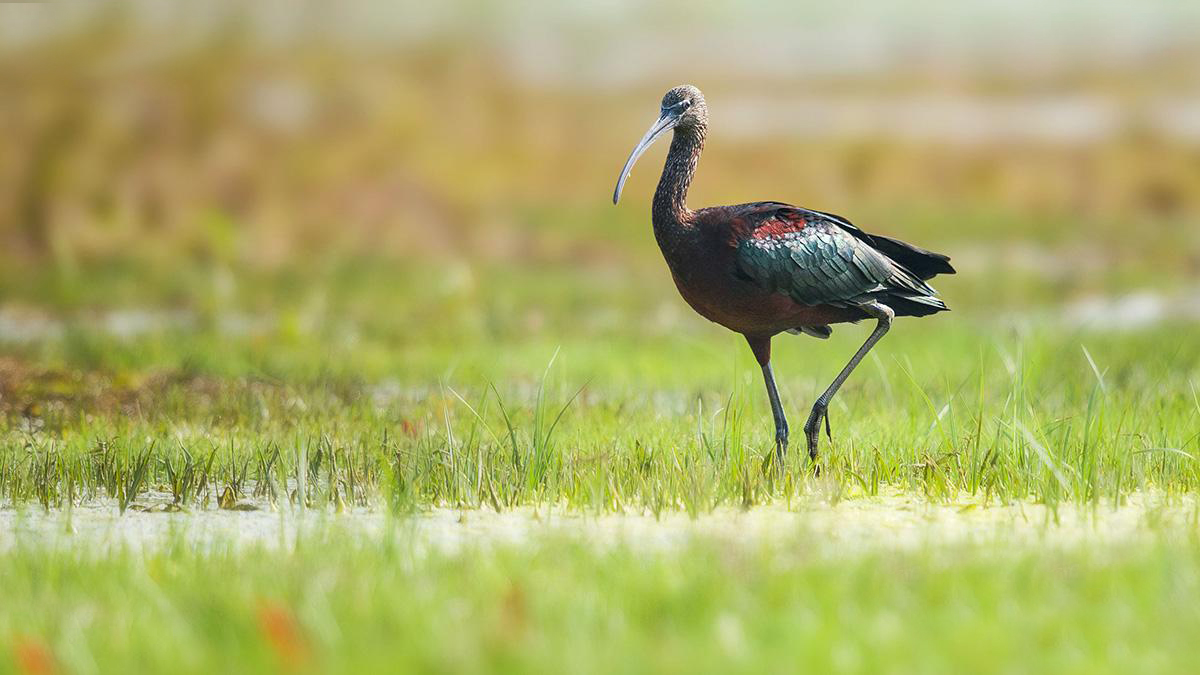 云南发现珍稀物种彩鹮,绝迹物种频频重现,难道是生命在轮回?