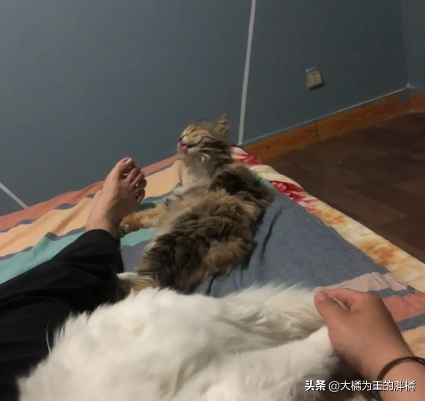 Feline Mi loves to sniff host smelly leg, "Above " hind bite a foot, master one foot spurn, it still holds out bear grudges