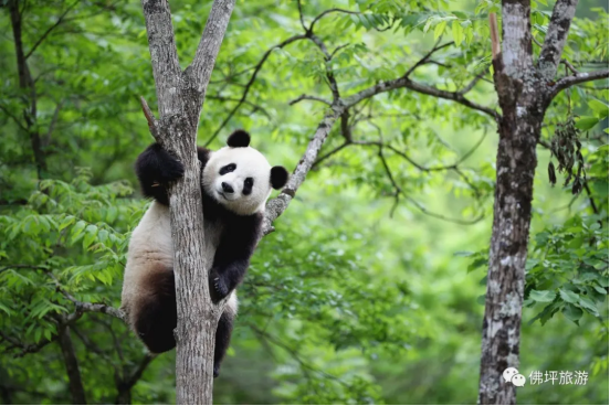 2021·佛坪第十二届秦岭大熊猫文化旅游节将于7月15日盛大开幕