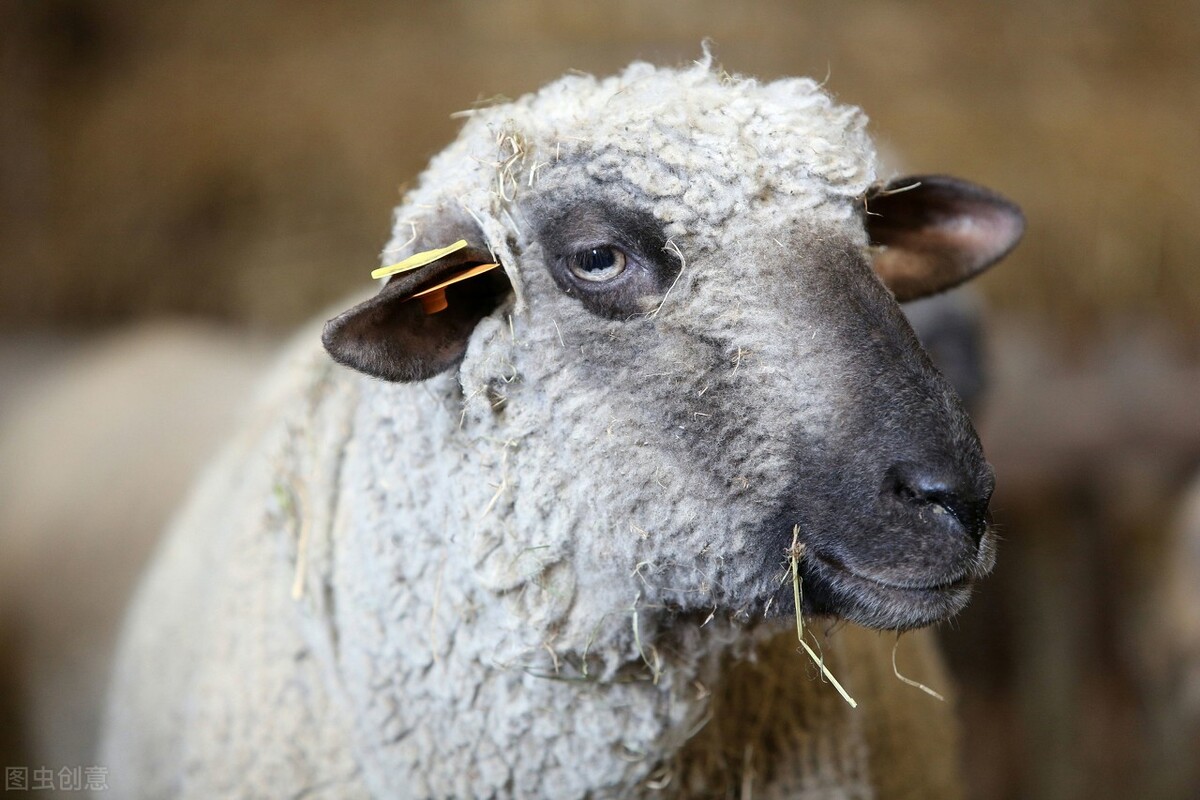 什么母羊要及时淘汰？如何育肥淘汰母羊？