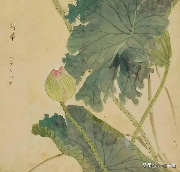 工笔花卉植物写生要领