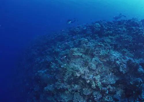 深海100000米以下生物