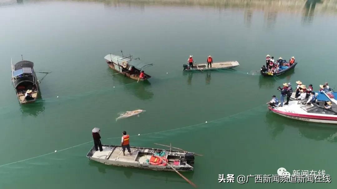 误入梧州西江的中华白海豚不幸死亡,尸体将被
