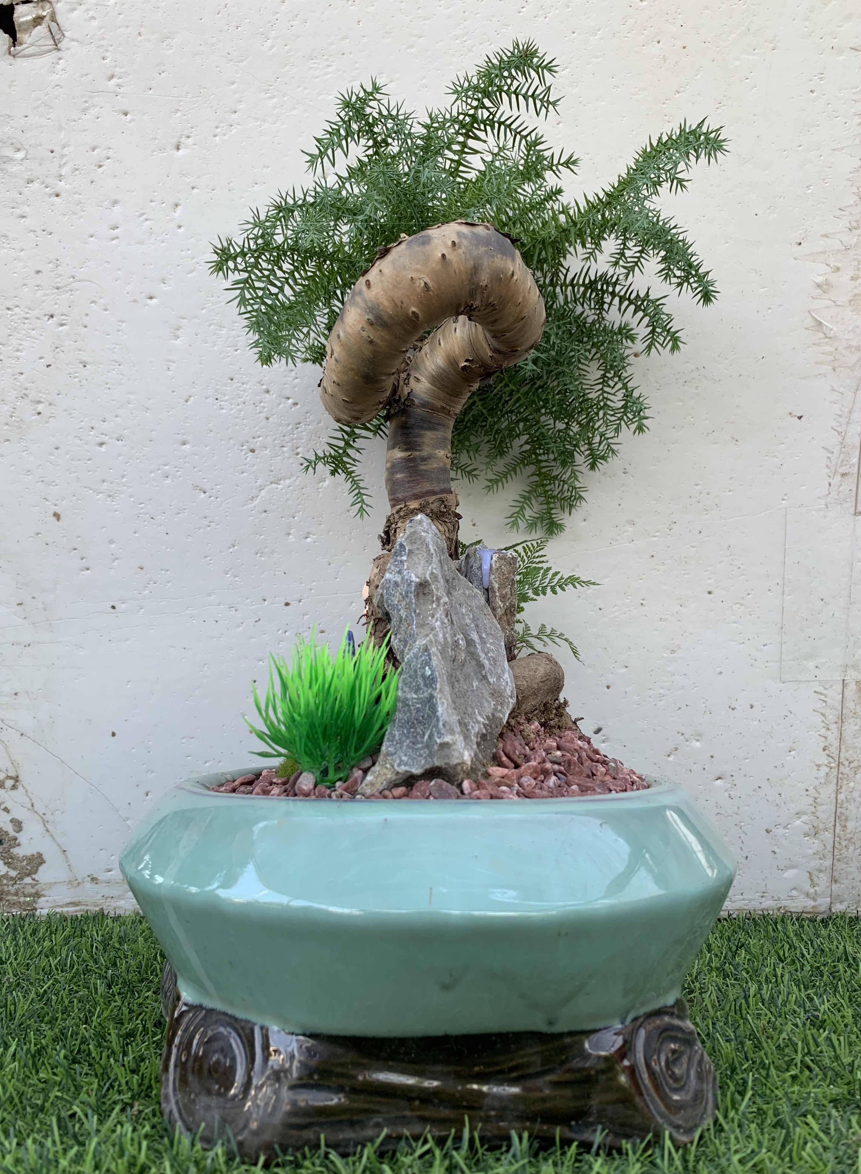 澳洲杉(不老松盆景)处处见精致