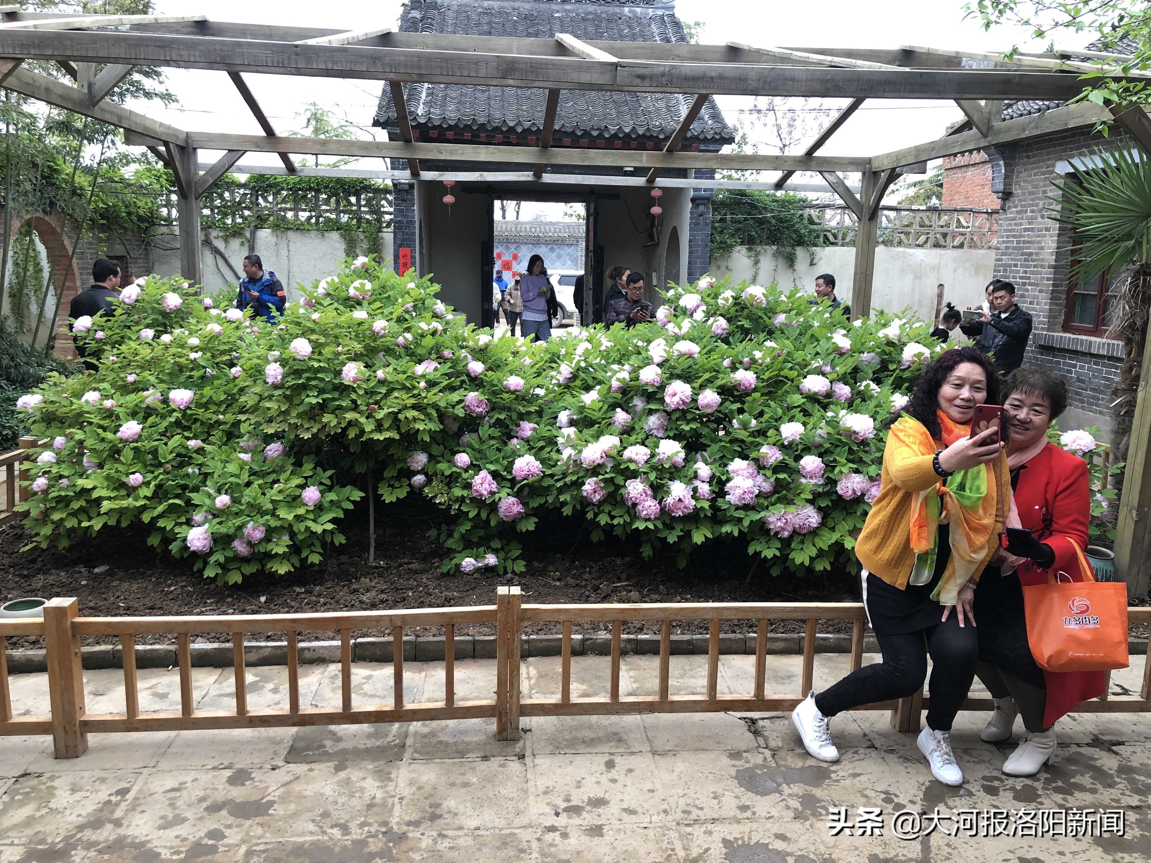 “喝”肉汤的“牡丹花王”藏身洛阳农家小院，单株牡丹盛开超500朵