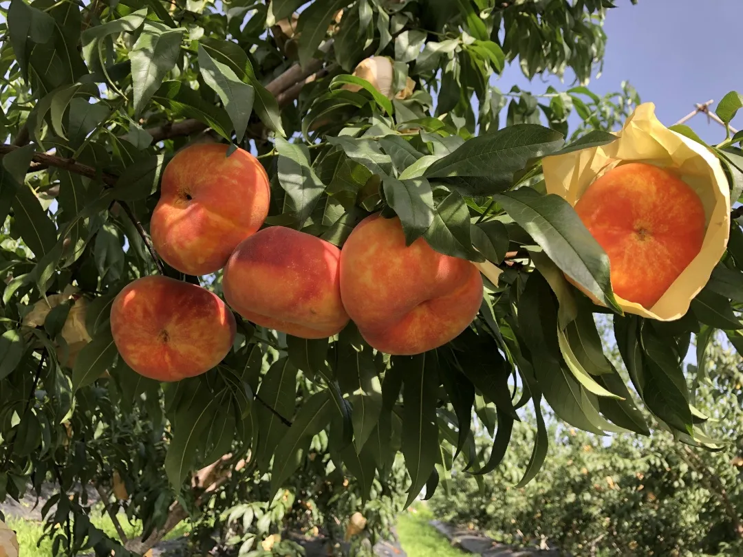 成都“科特派”原来这么赞！