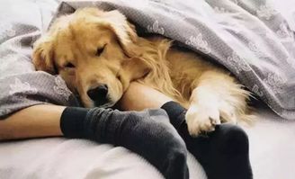 如果狗狗睡觉有这几个“小动作”，恭喜你，它一定很爱你
