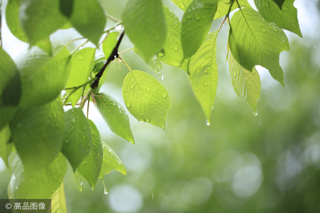 春天细雨蒙蒙的图片图片