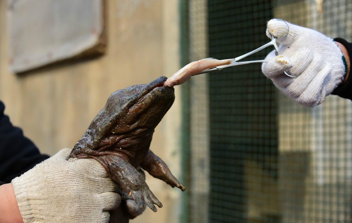 娃娃鱼的诡异市场仅3流向餐桌热潮后谁落得一地鸡毛
