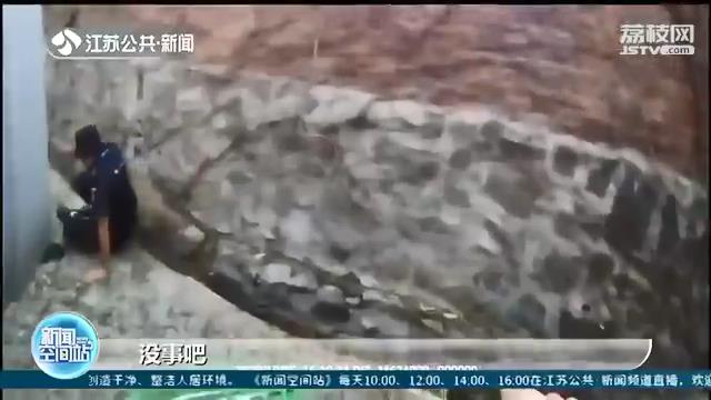 凶猛野猪闯入医院撞伤围捕民警 五小时四针麻醉才制服