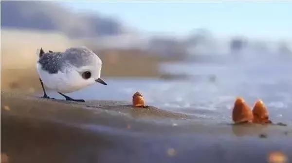 废掉一个孩子最快的方式，就是过度鼓吹快乐教