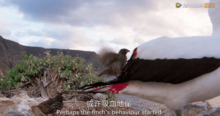 看完BBC《完美星球》第一集火山，梦回奇幻的加拉帕戈斯群岛