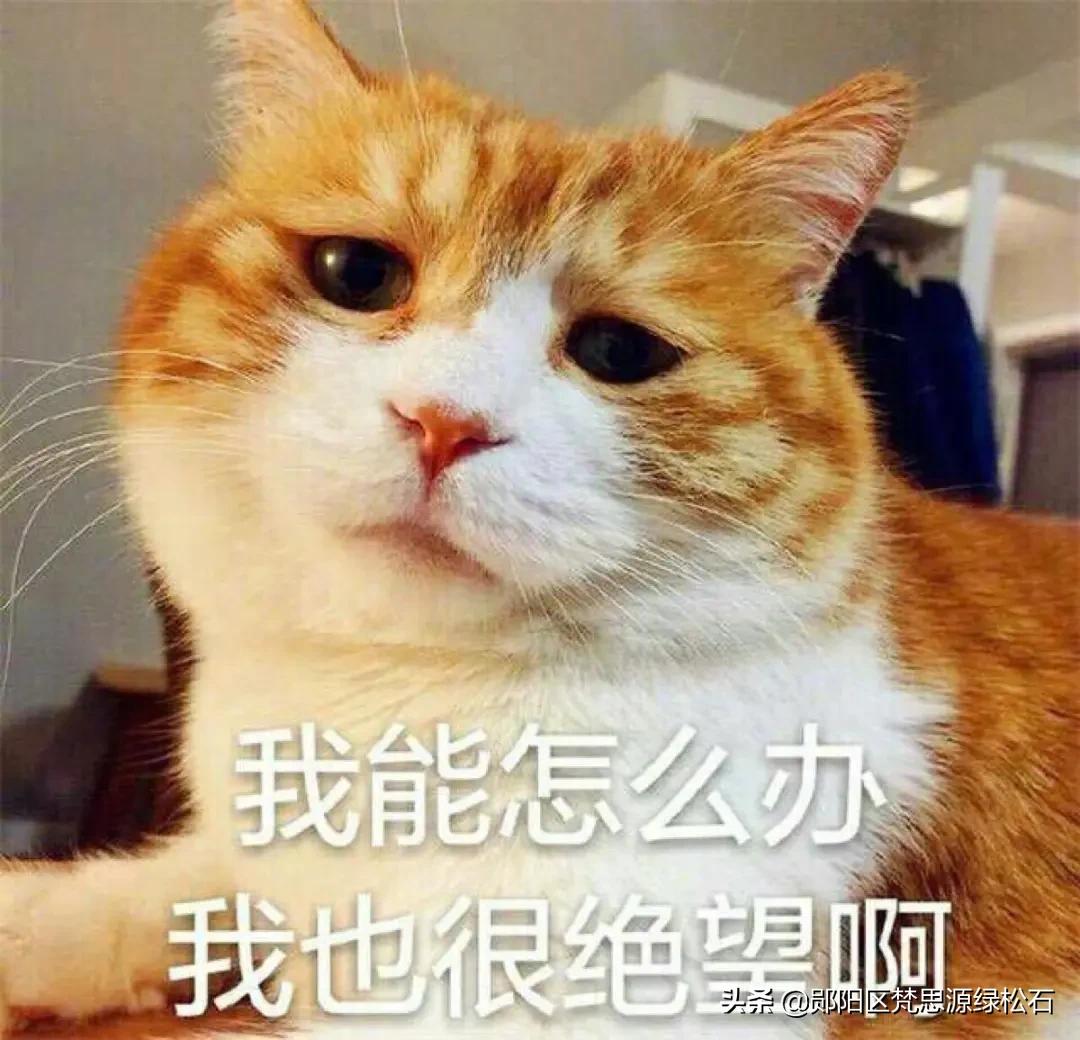 盘了这么久的串，这次，我真的崩溃了……”