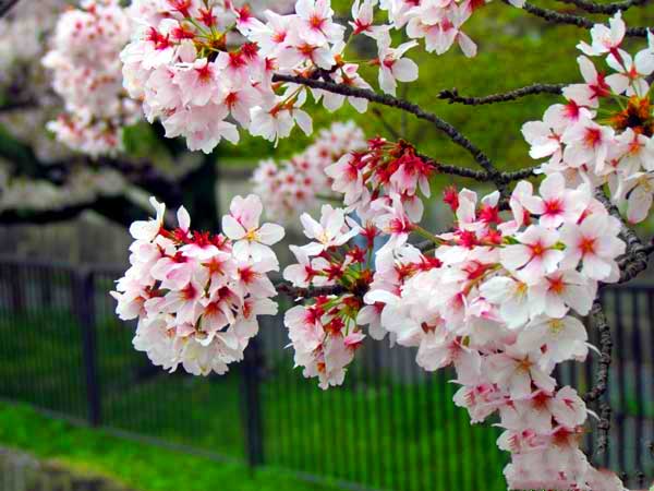 日本琦玉助威北京国安足球队亚冠赛（图）