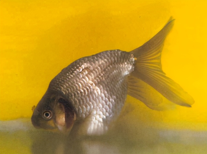 金魚欣賞(108種)，太漂亮了