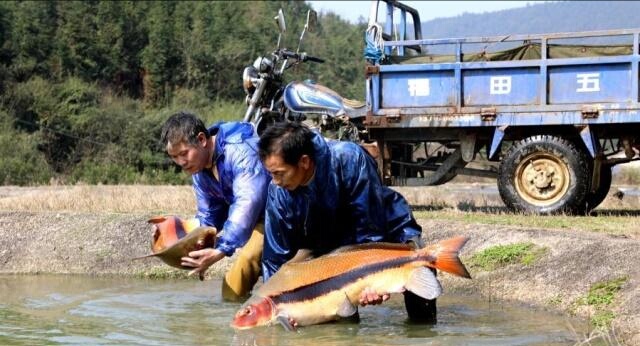 濒危特种水产：这种优质的名贵水产更有养殖前景？养这就足够了