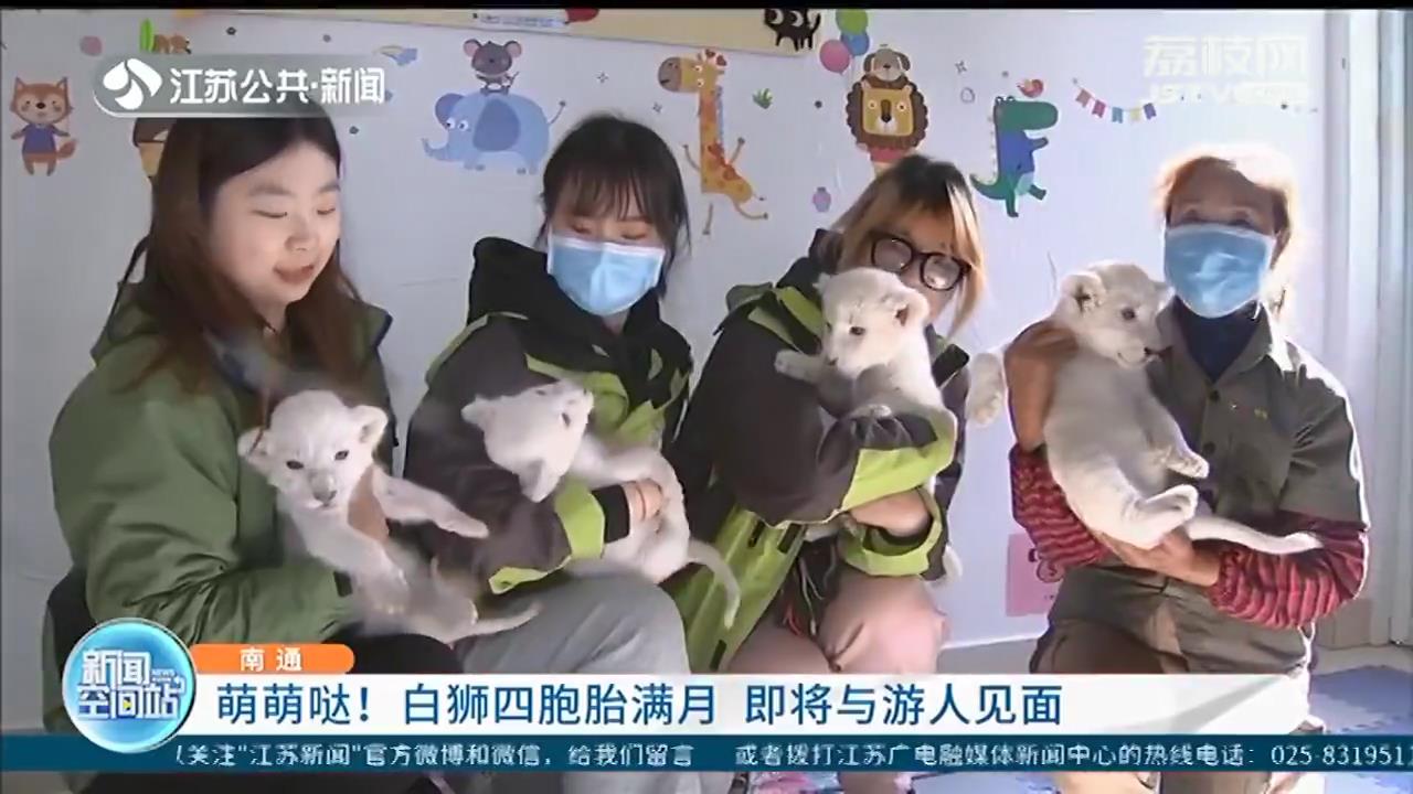 南通野生动物园白狮四胞胎满月 即将与游人见面