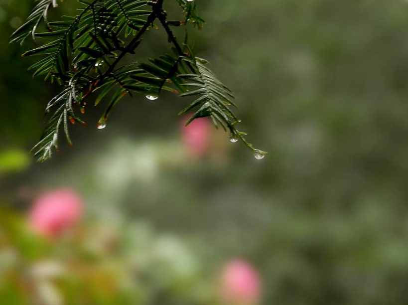 -十三首夏雨诗词，原来夏雨可以这么美，你喜欢哪一首？-第23张图片-非凡网