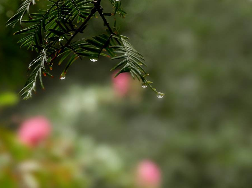 -十三首夏雨诗词，原来夏雨可以这么美，你喜欢哪一首？-第23张图片-诗句网