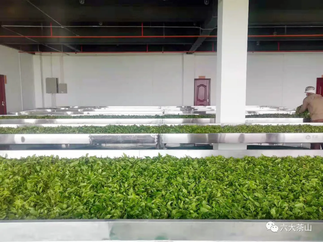 六大茶山建有规模最大、流程最规范的单体车间和现代化的生产线