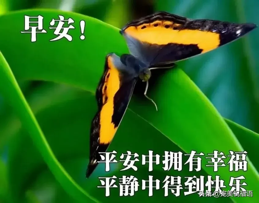 早上好唯美暖心问候语 早安祝福语漂亮图片图片