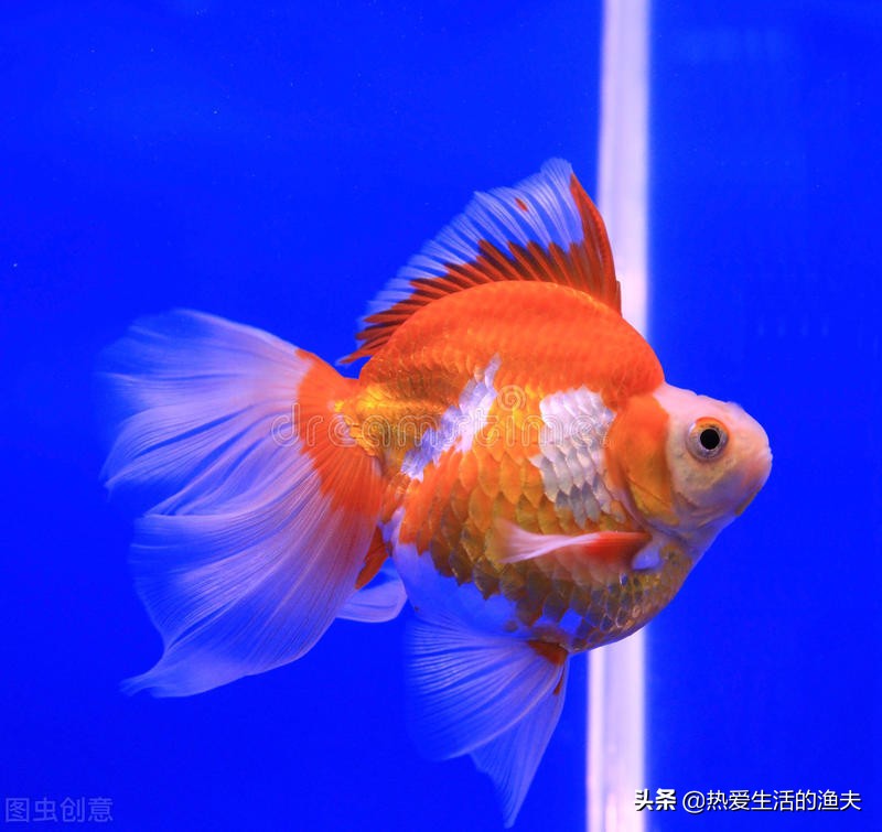 金魚苗期應該如何飼養 小金魚怎麼喂好呢 熱愛生活的漁夫 Mdeditor
