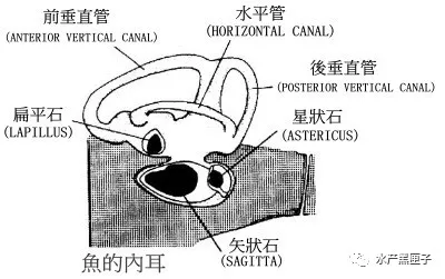 鱼在水里是怎样保持平衡的？