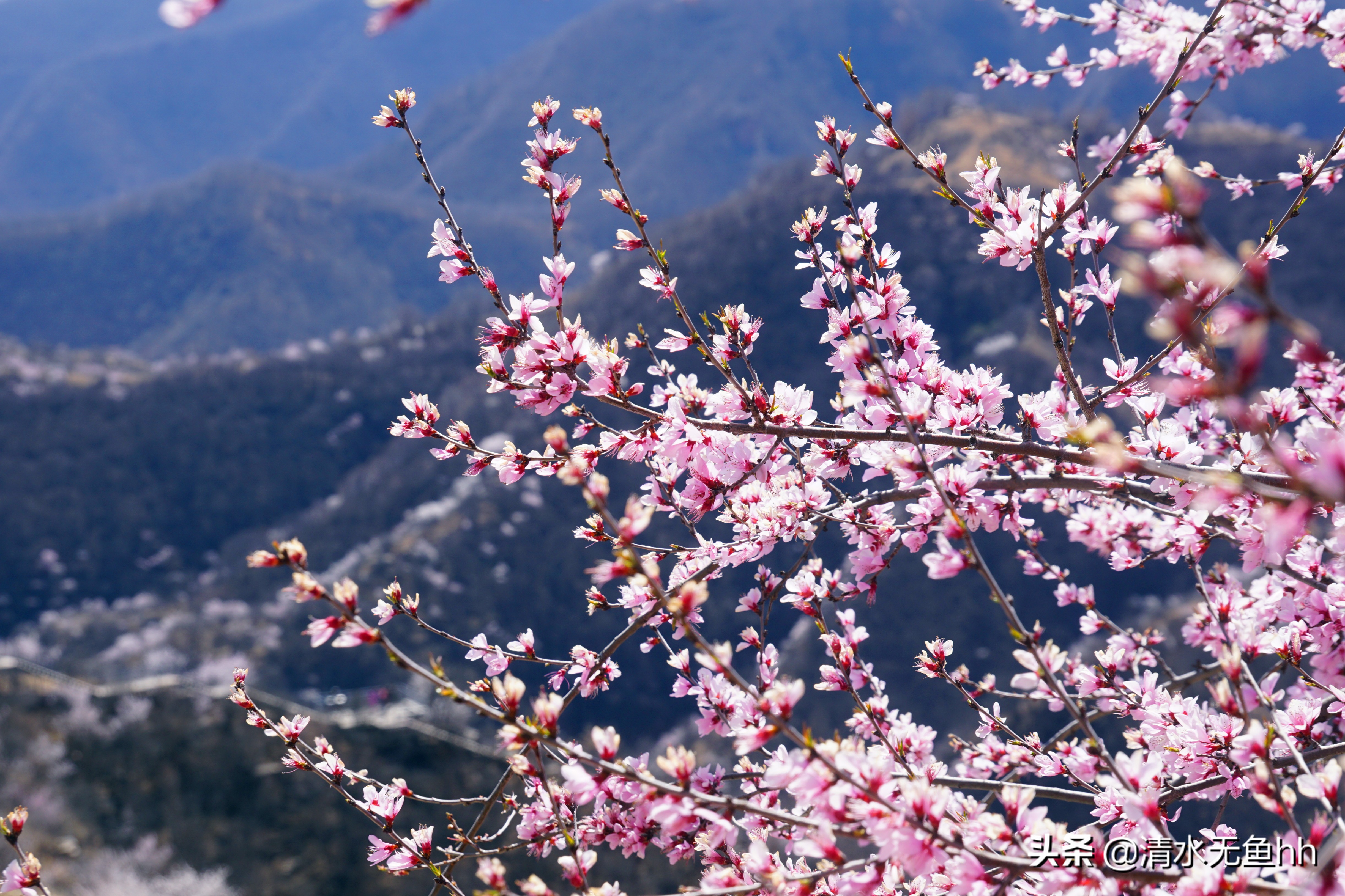 九龙峡，谁把桃花移画中