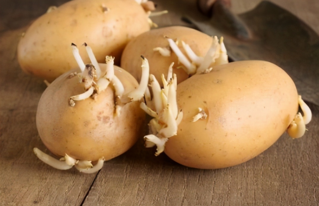 图片[2]-保存土豆方法 只需2种调料 放1年不长芽不变绿-起舞食谱网