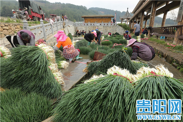 Guiyang: The person is diligent spring come early, green " sweet " the right season or time