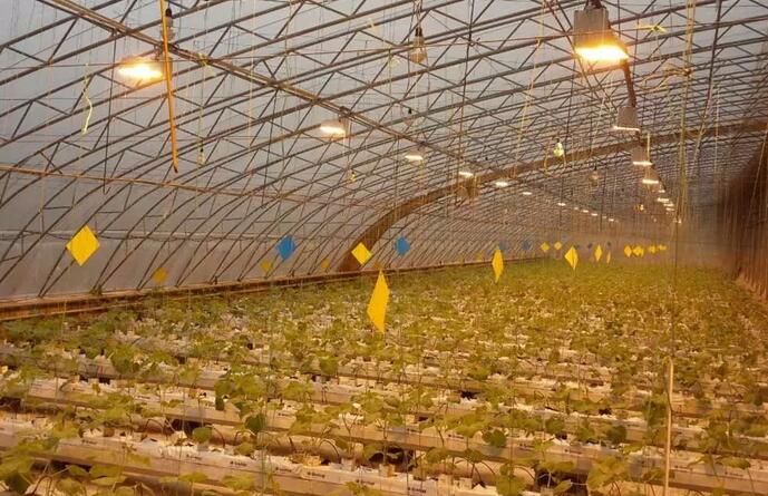 地球植物的光合作用，會(hui) 在月光下進行嗎？人類的燈光呢？