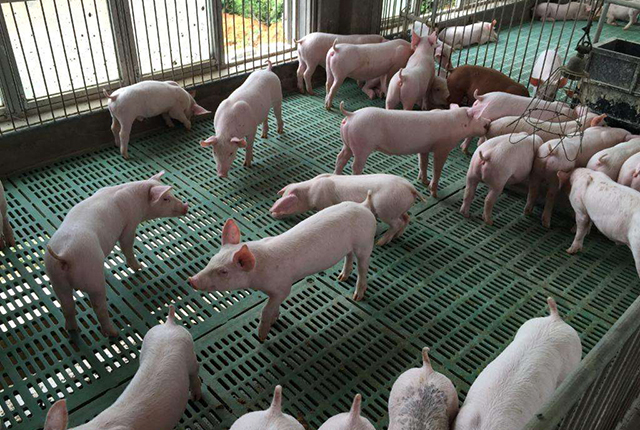 猪肉价格连续14周下跌，终于迎来“全线飘红”，