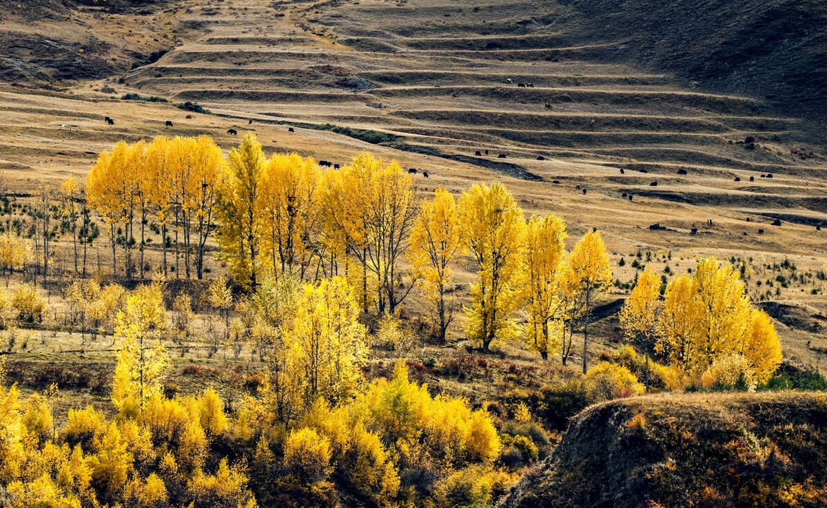 千万不要在秋天来川西，川西的秋天有多美你知道吗？插图36