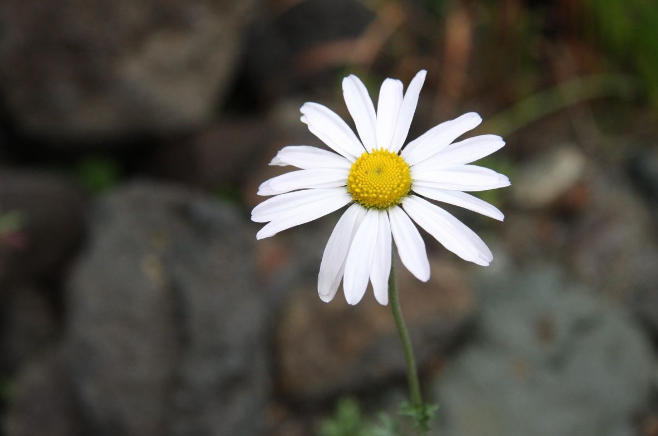 「诗词鉴赏」野花无主为谁芳，古诗词里的野菊，寂寞开，别样美