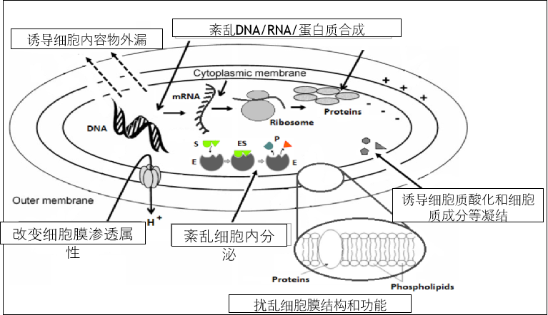 植物源抑菌剂的作用机理