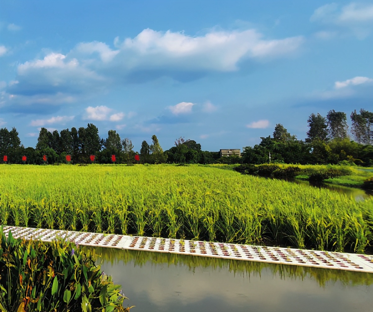 中国稻渔综合种养产业发展报告 （2020）