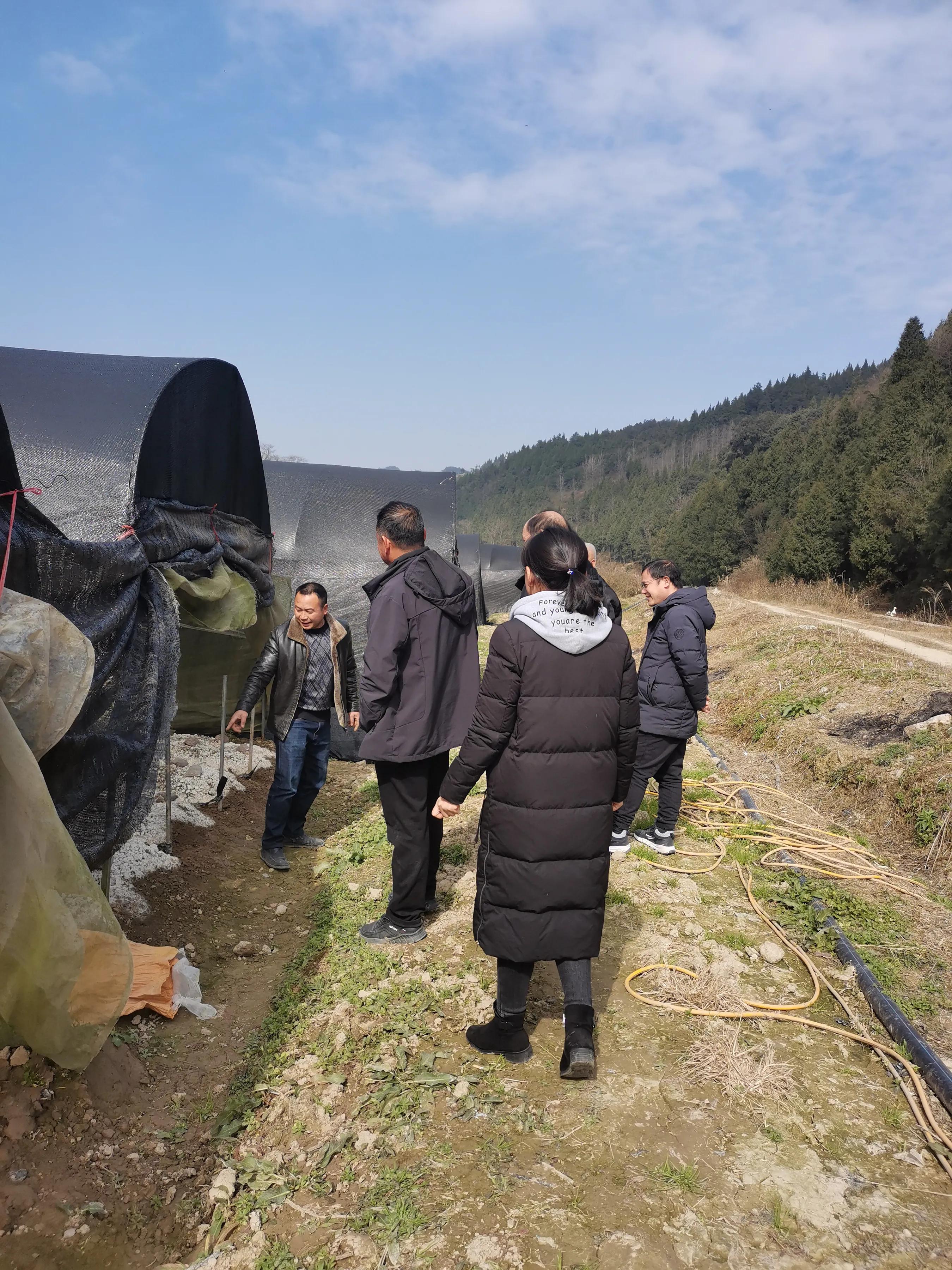 贵州大学食用菌分队专家指导松桃九江羊肚菌产业发展