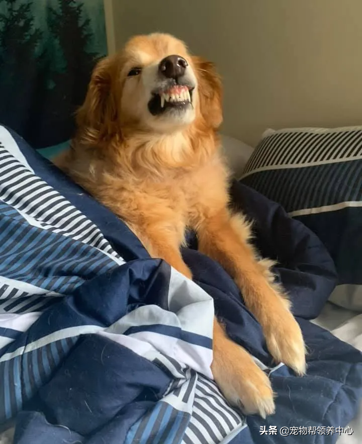 金毛因太凶要被安乐，男子勇敢收养后发现，它