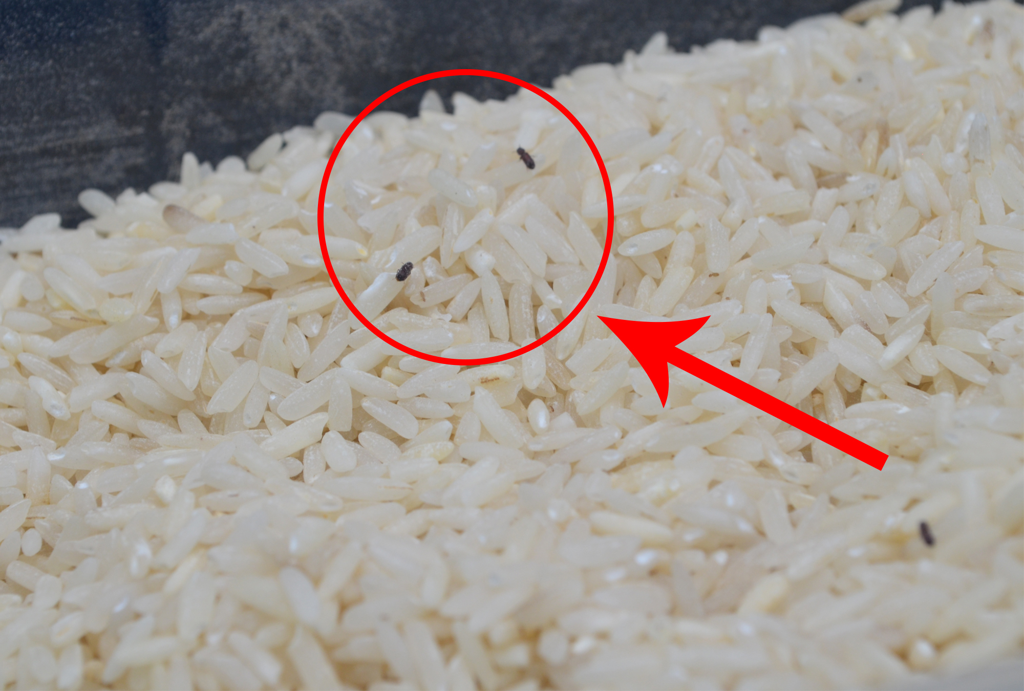 大米里的黑色小虫子是哪里来的？不小心吃下米虫会怎么样？_哔哩哔哩_bilibili