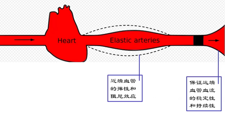 中老年高血压，高压高、低压低，压差大什么原因