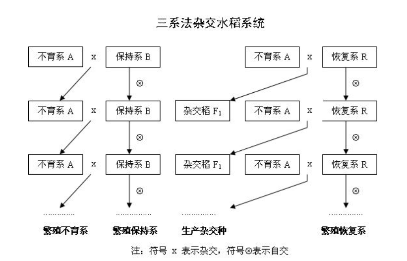 美國水稻畝產(chǎn)多少斤？和中國比有多大差距？