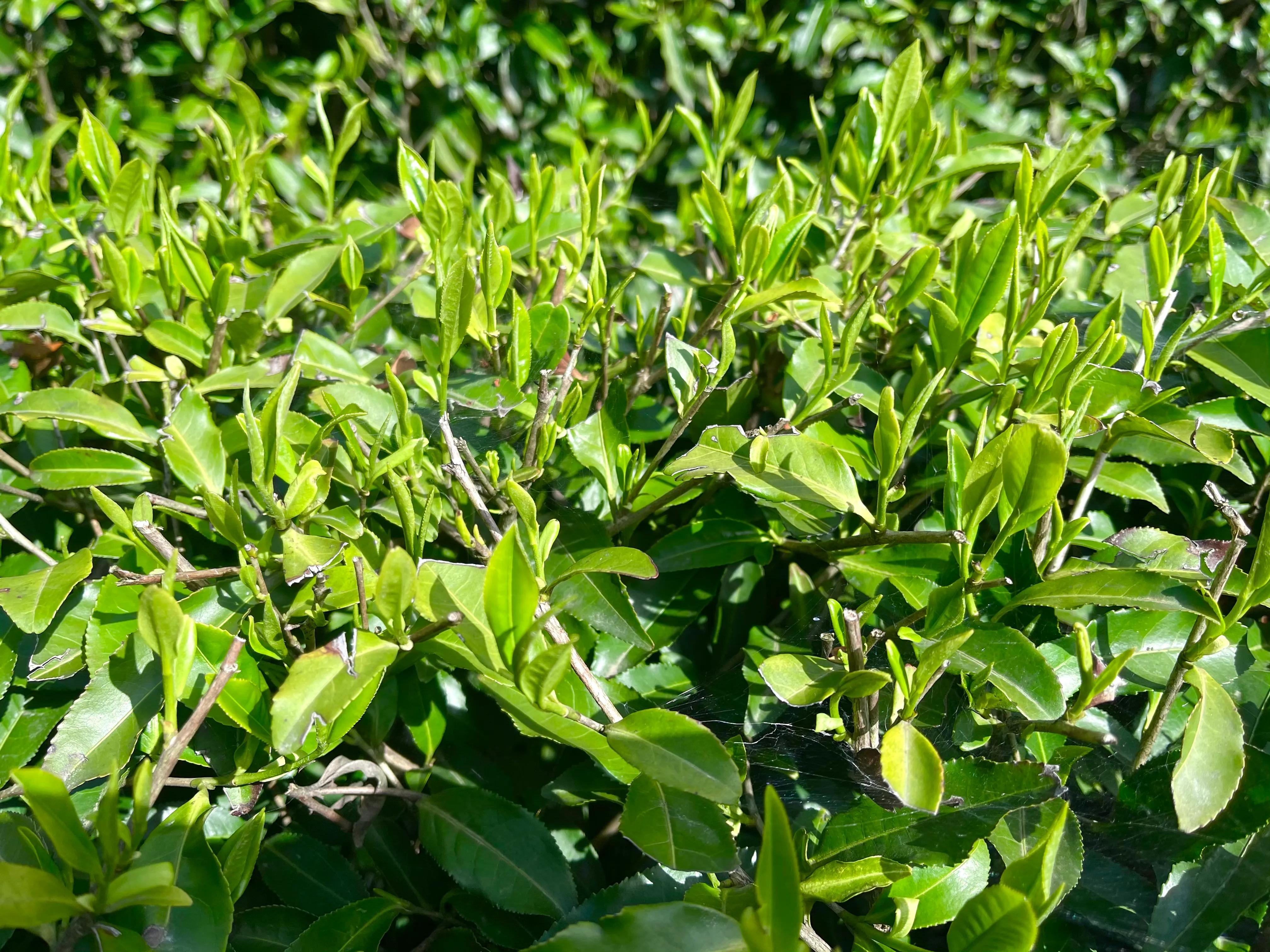 生態(tài)鎮(zhèn)巴，名茶之鄉(xiāng)，在鎮(zhèn)巴最美茶園采茶、品茗、觀(guān)云海