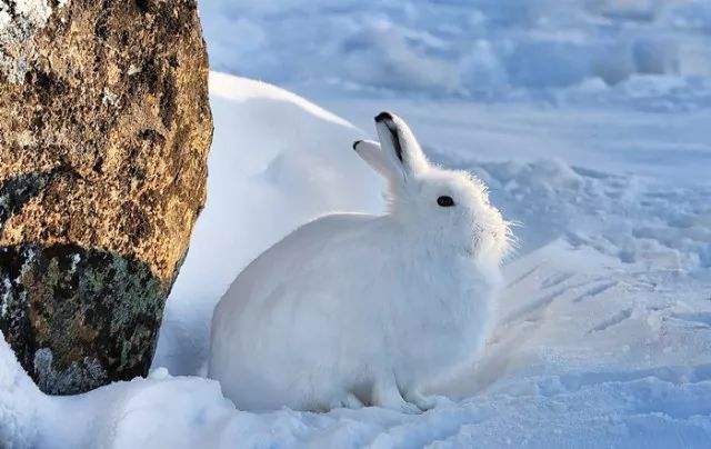 北極兔趴雪地里超萌，但這兔子只要一站起來，絕對能把你嚇到