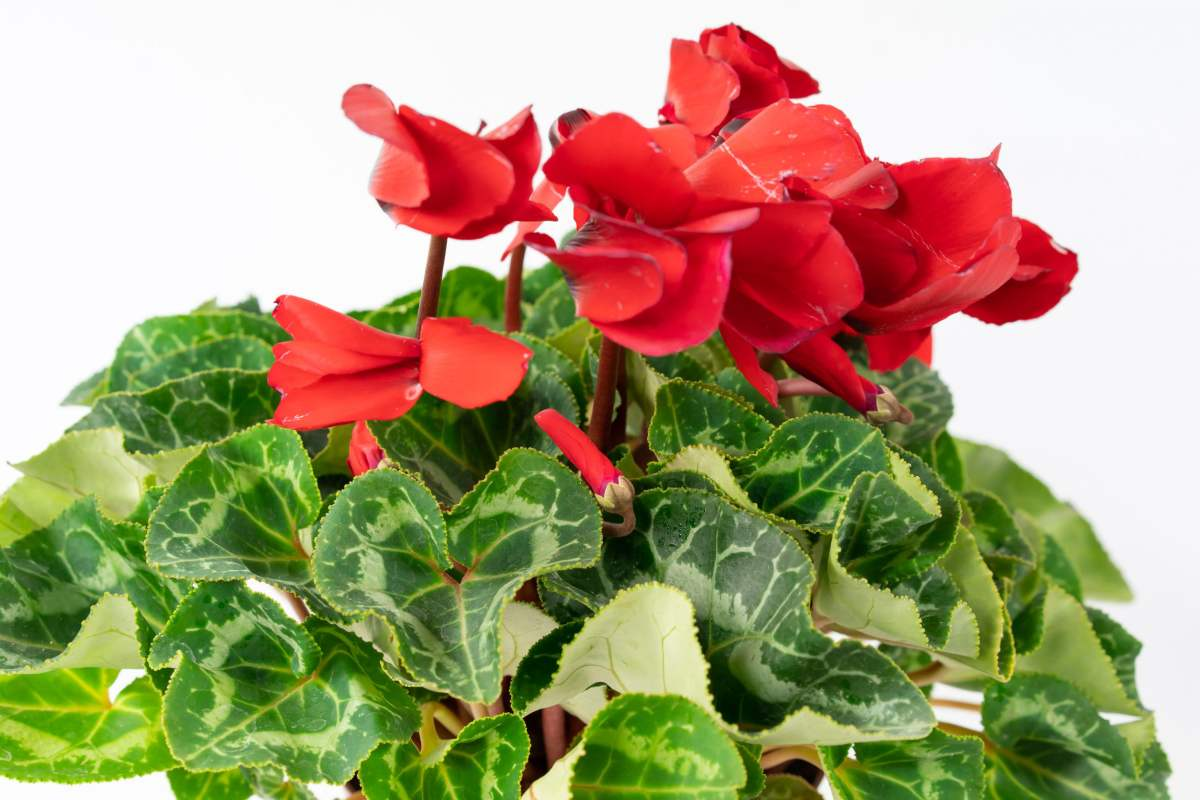 The most popular " year night is spent " , the Spring Festival raises casually, lively festival