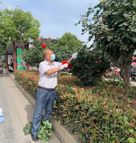 河南南阳：市城市管理局开展“市花月季义务修剪”主题党日活动