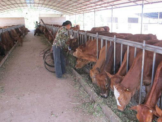 没有种养配套土地也无法通过环评，想养牛如何